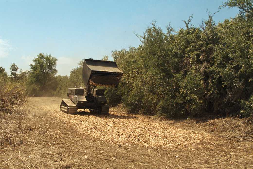 Forestry mulcher working a cedar-choked lot